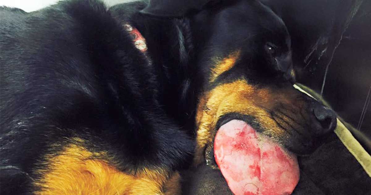 Kong Toys For Dogs Dangerous Wow Blog