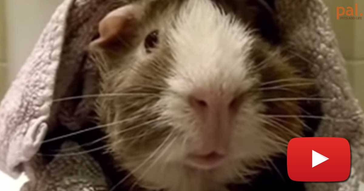 This Is Hilarious. This Guy Interviews His Guinea Pig. I'm In Tears