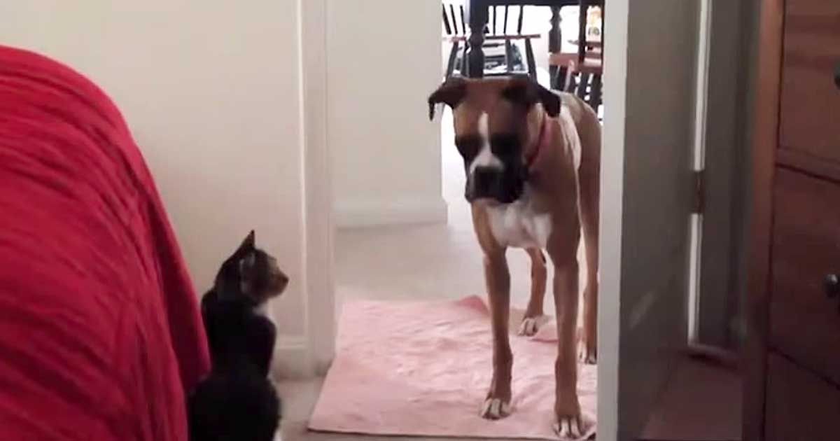 Cats Refuse To Let These Dogs Pass SF Globe