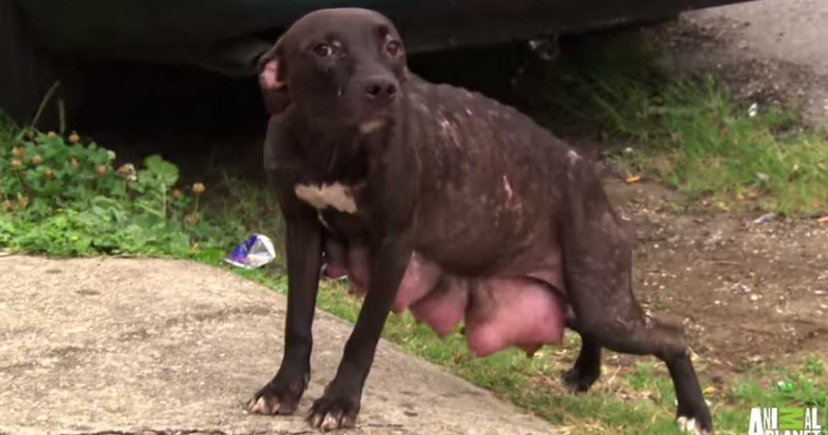 After They Found This Starving Pregnant Mama Dog, Rescuers