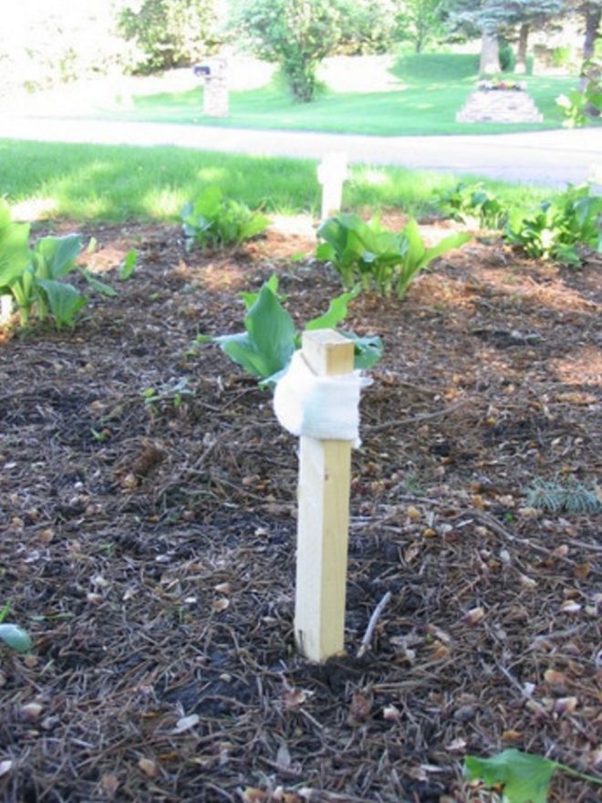 Tips for using Irish Spring to deter garden pests