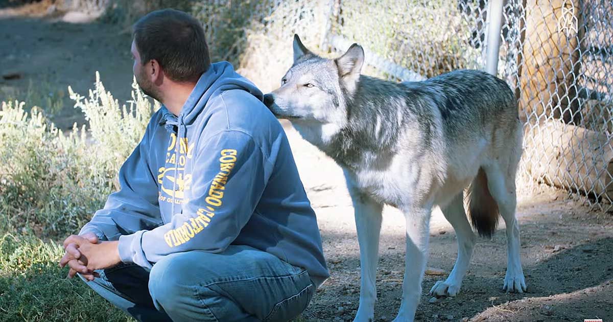 Wolves are used to treat PTSD in veterans | SF Globe