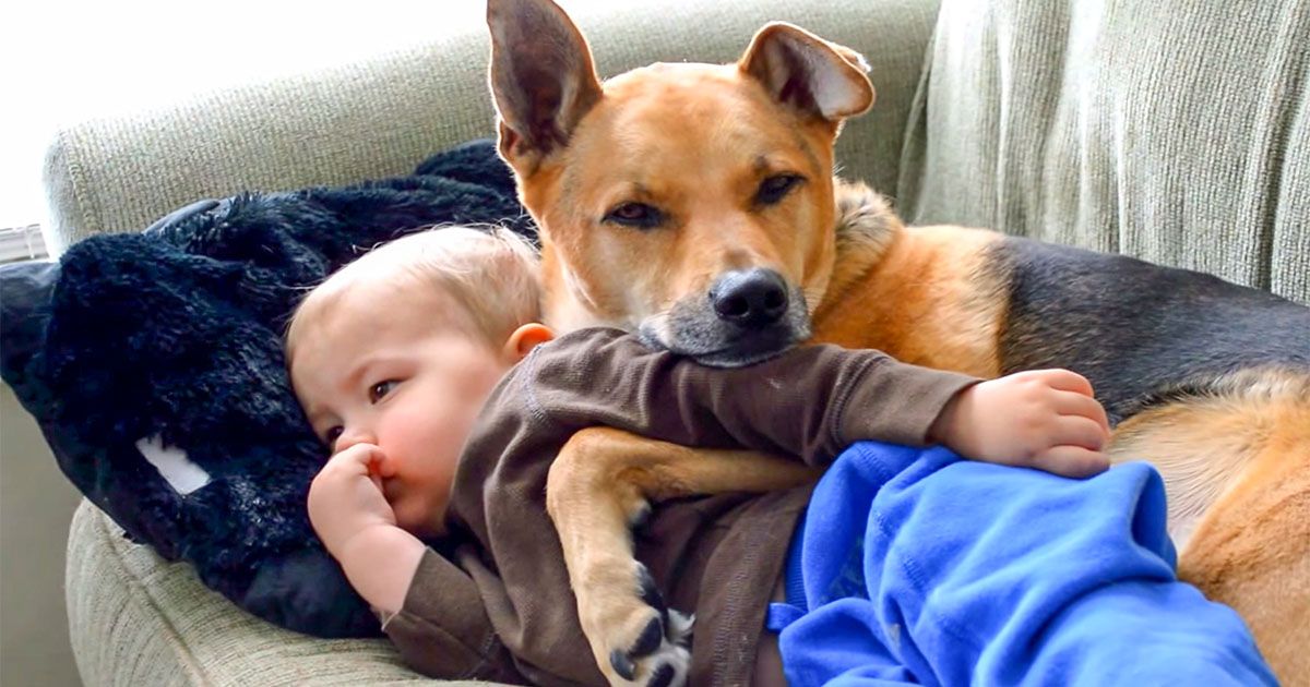 Mom Records The Family Dog Comforting Her Sick Son On The Couch SF Globe