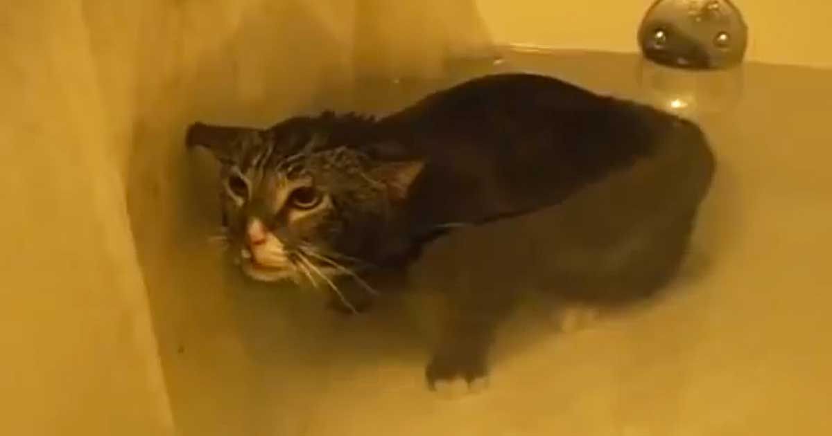 Unhappy Cat Meows Underwater During His Bath SF Globe