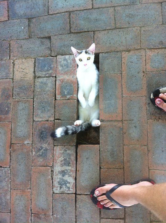 21 Reasons Why Cats Like To Squeeze Into Tiny Spaces SF Globe