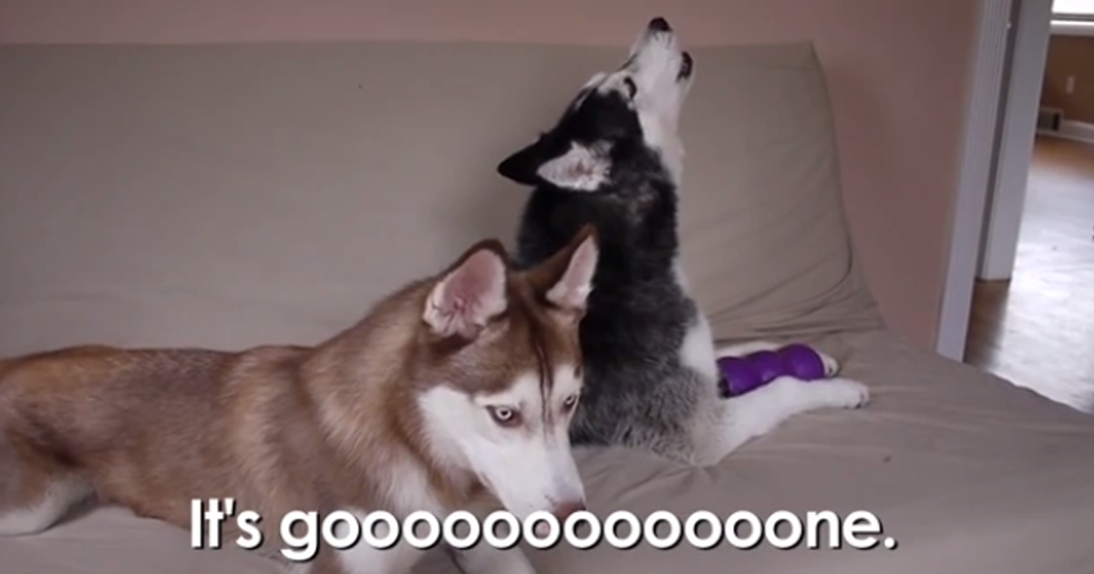 Funniest Dog Video Ever. Listen To What They Are Saying To Each Other