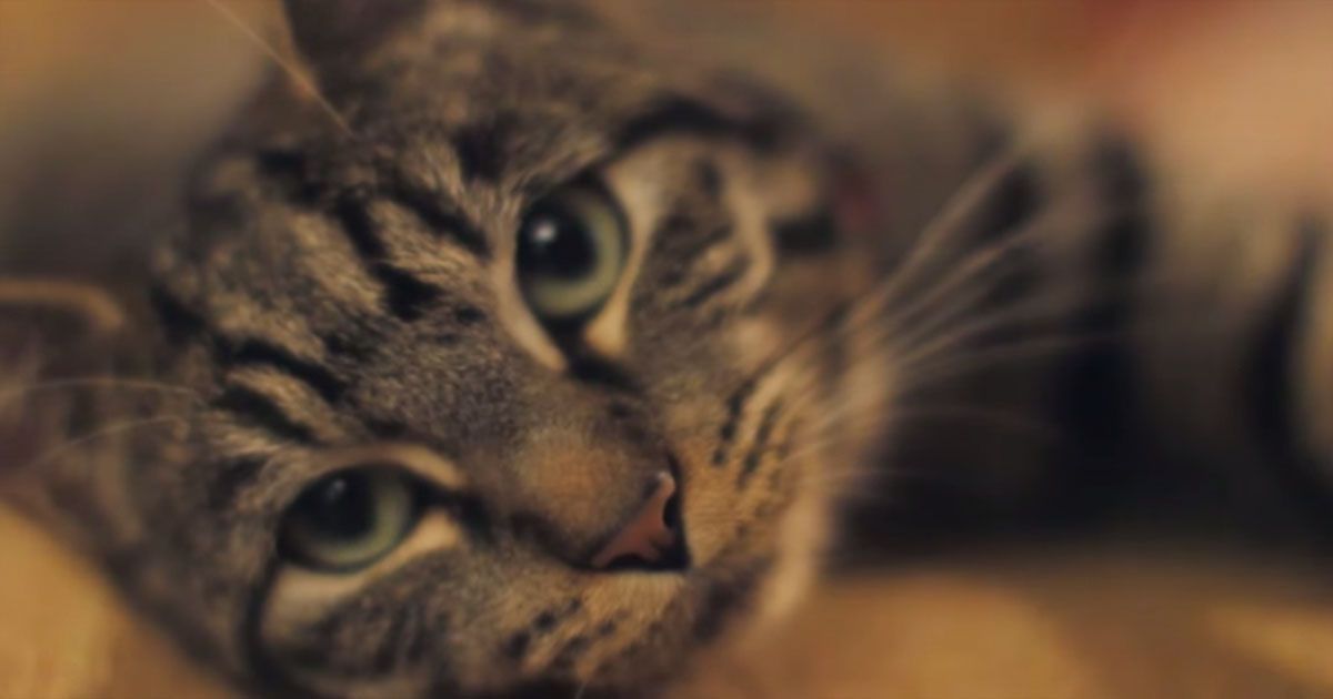 Here's Why Your Cat Licks Your Face SF Globe