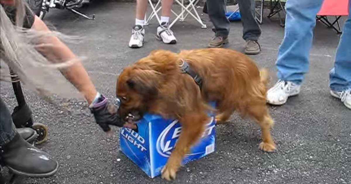 Dog Guards His Owner's Beer SF Globe