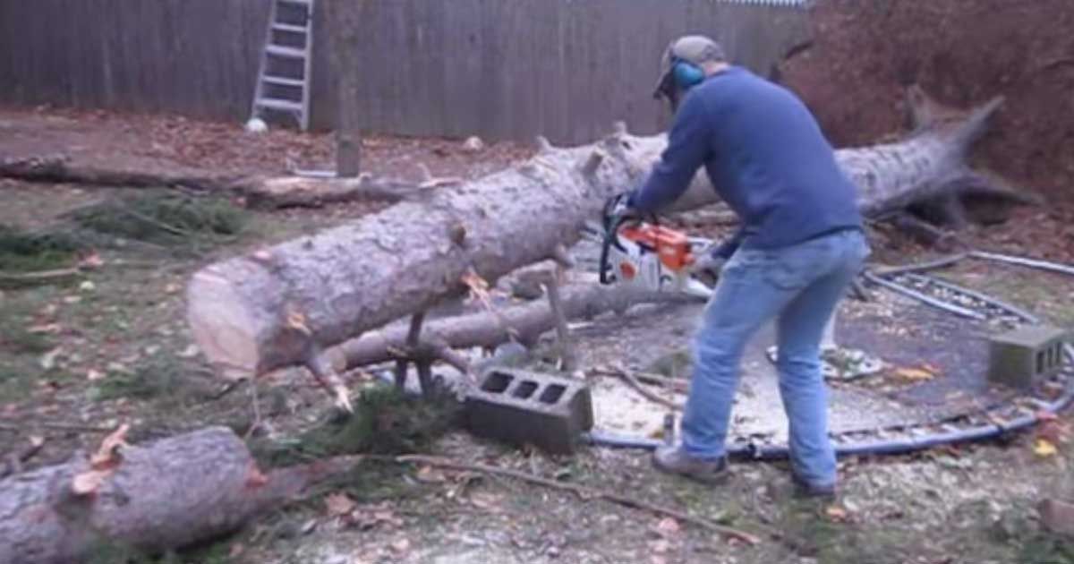 Attempting To Remove A Fallen Tree, Man Is Surprised At The