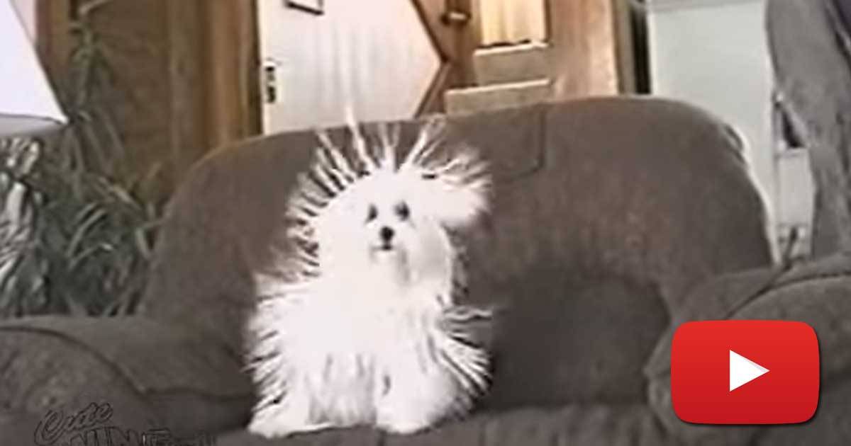 This Is Hilarious! Classic Case Of The Static Dog! SF Globe