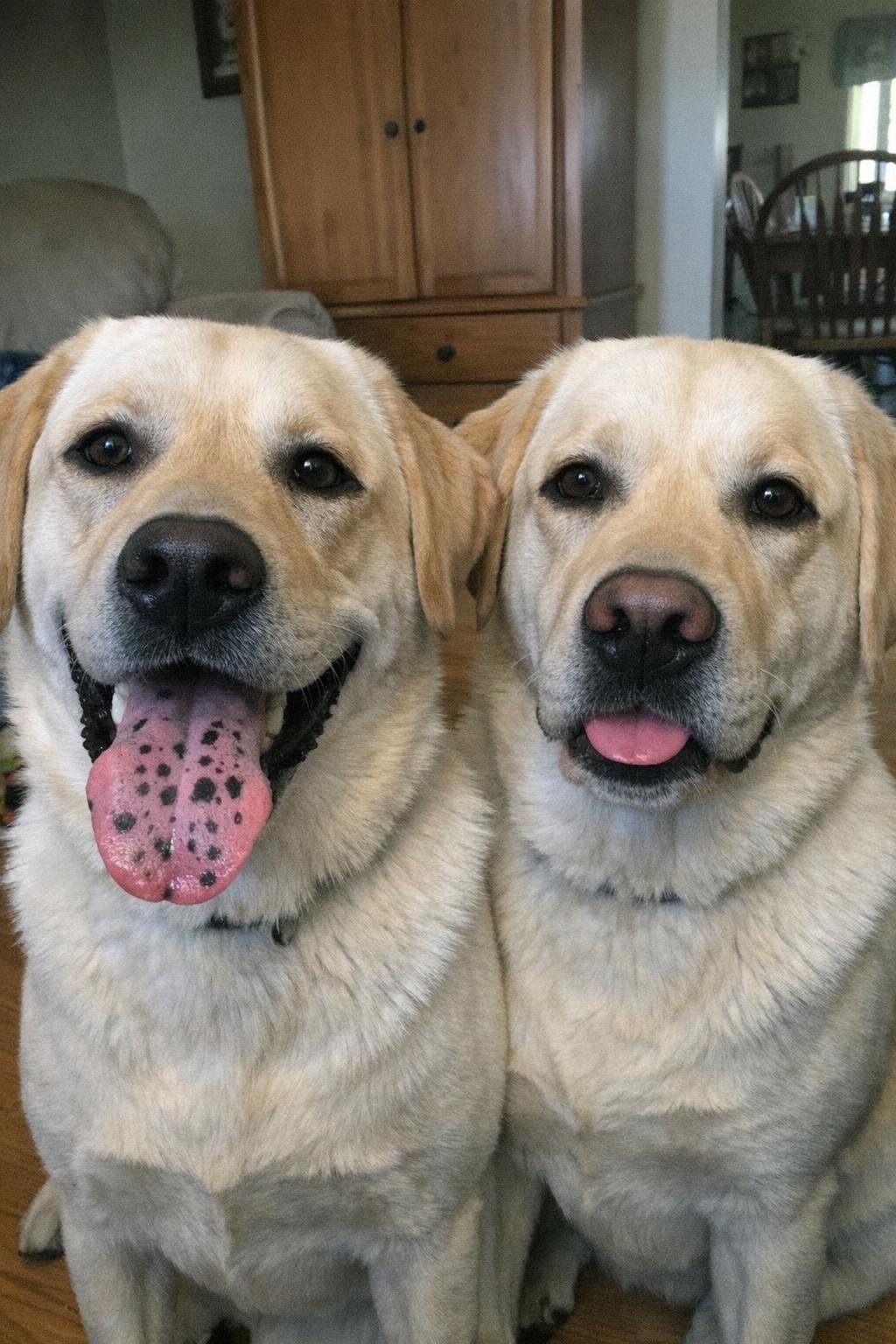 Yellow Lab with black-spotted pink tongue beside a yellow Lab with a solid pink tongue