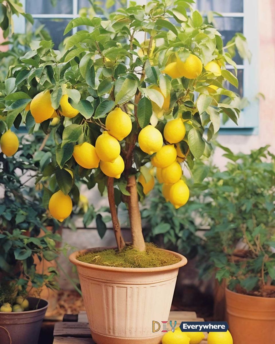 Use this simple method to grow lemons so they last all year round