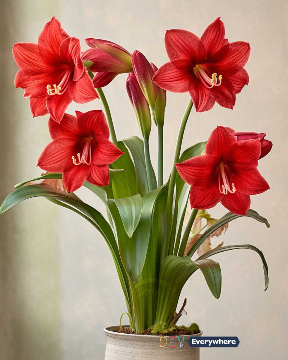 Grow amaryllis this holiday season & keep it alive all year round with