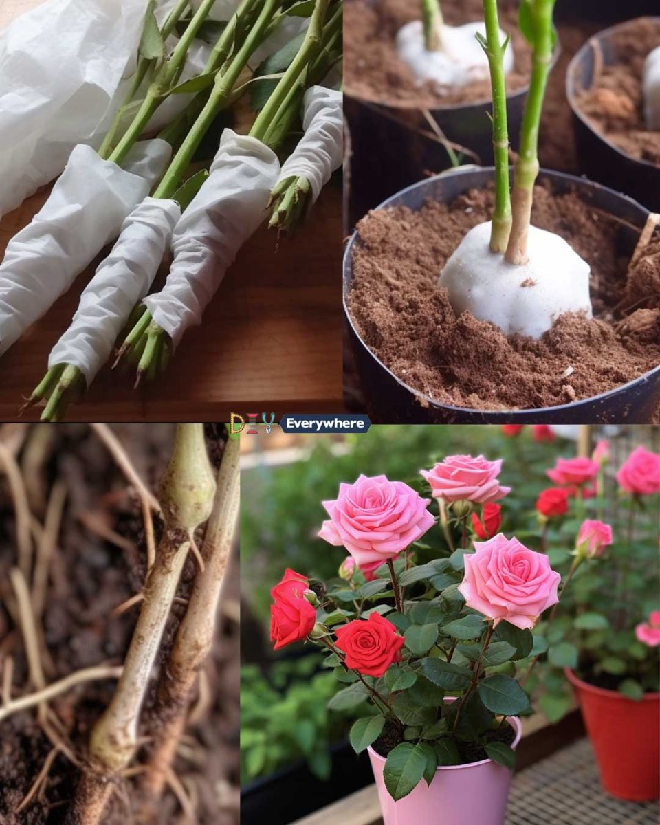 Propagate Roses Kit Propagate roses from cuttings using toilet paper with this step-by-step ...