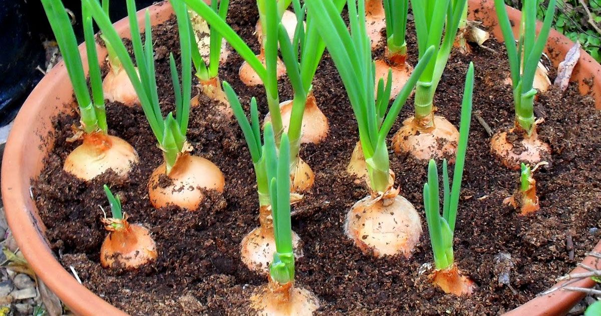 How to grow onions at home for free — forever. Try these 2 amazing methods.