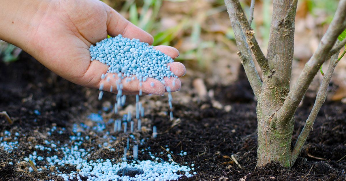 Synthetic fertilizers versus organic fertilizers