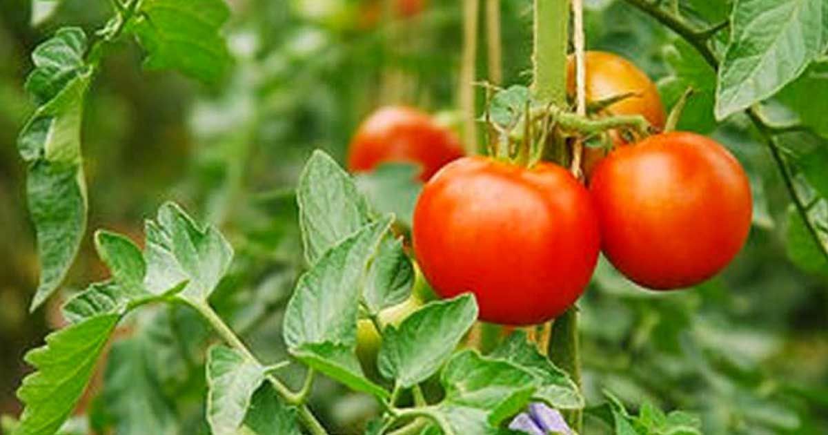 What you need to know about crop rotation
