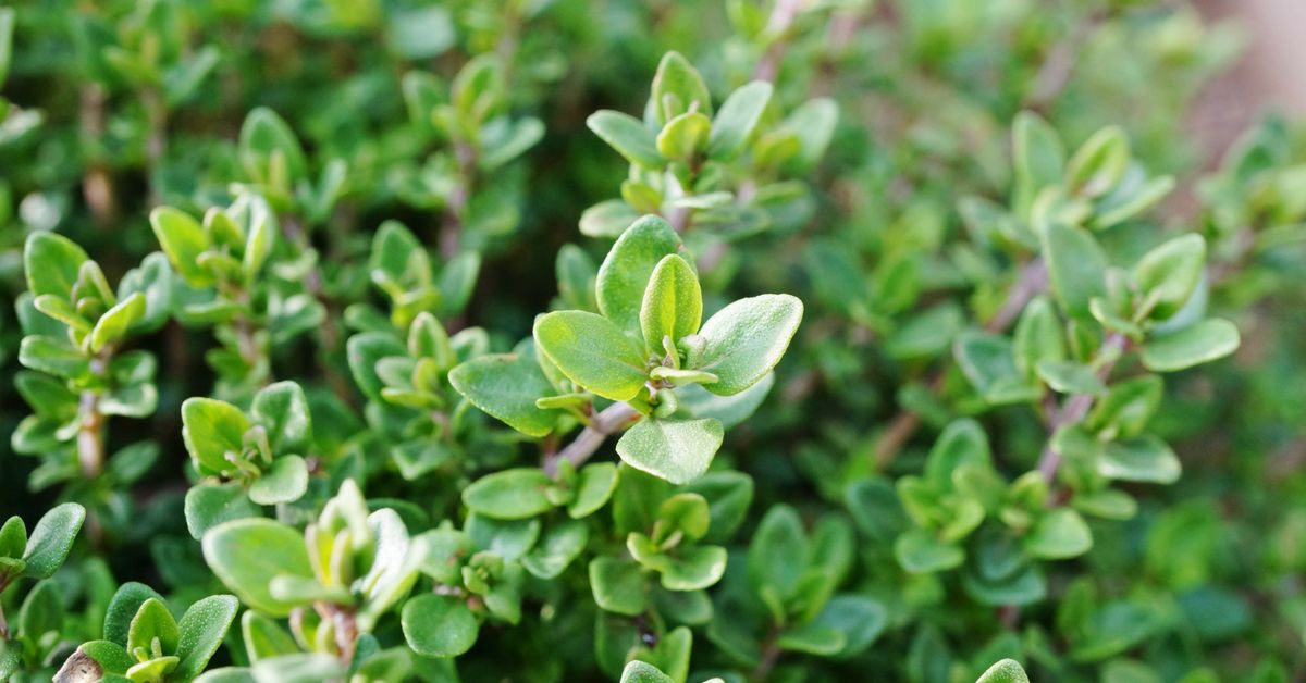 Follow these 6+ tips for growing thyme