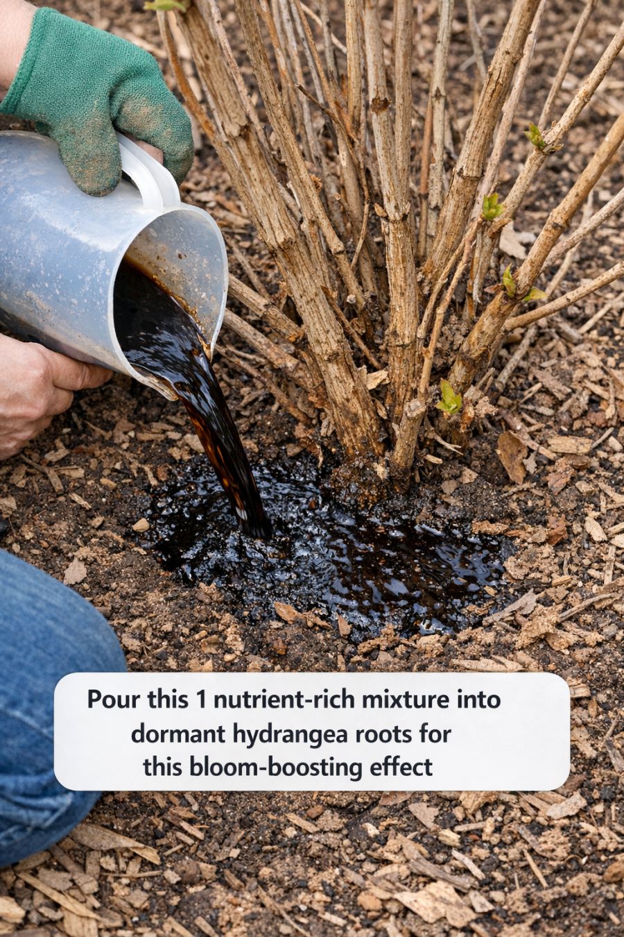 Hydrangea Effects Pour this 1 nutrient-rich mixture into dormant hydrangea roots for this ...