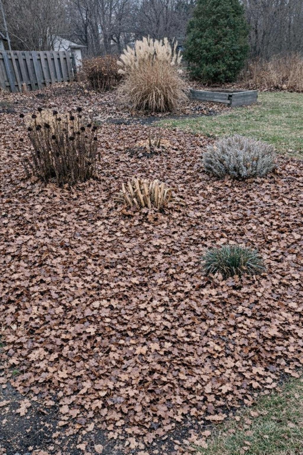 Shredded leaves spread as mulch over a flower bed