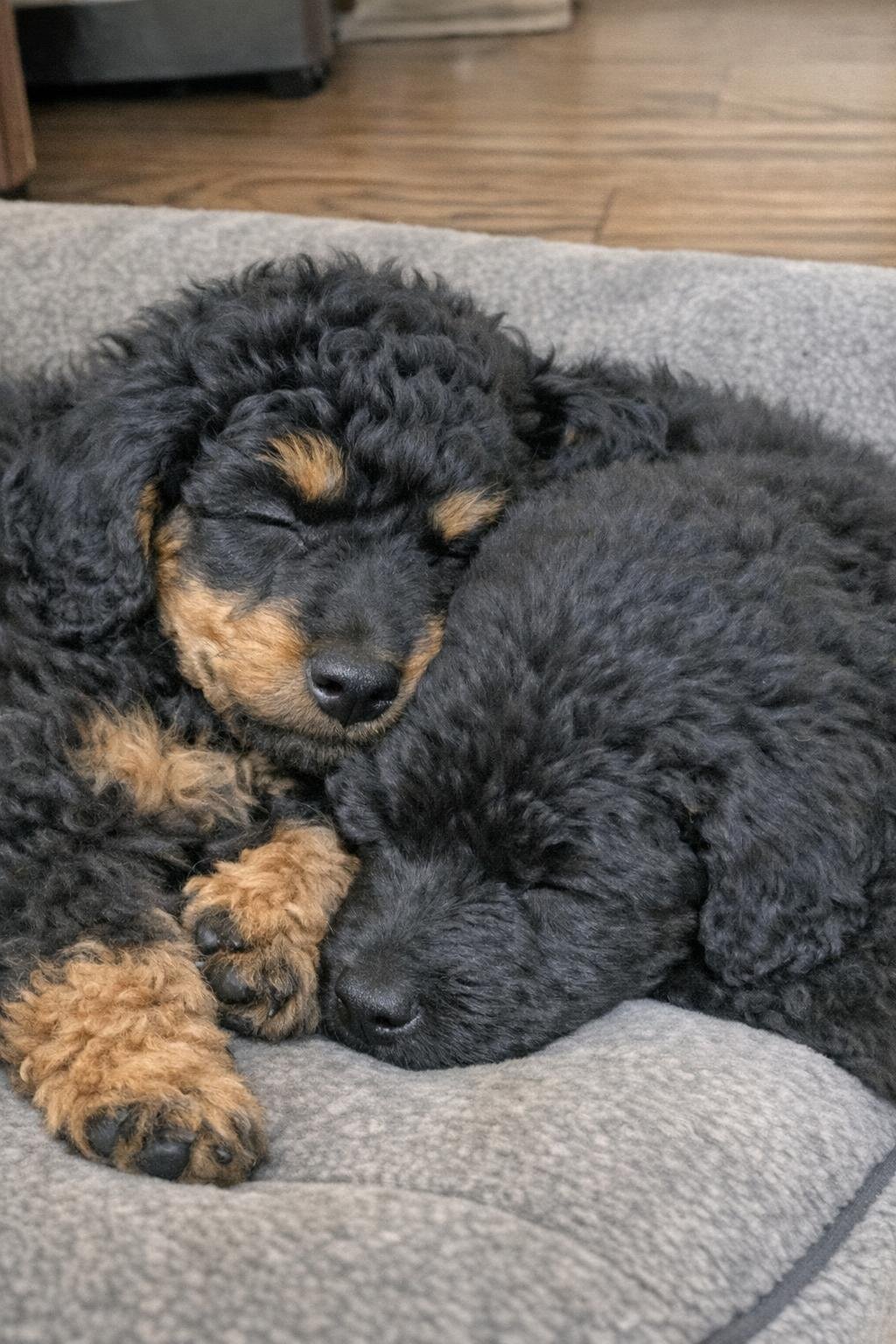 A black phantom standard poodle puppy sleeping beside a solid black littermate