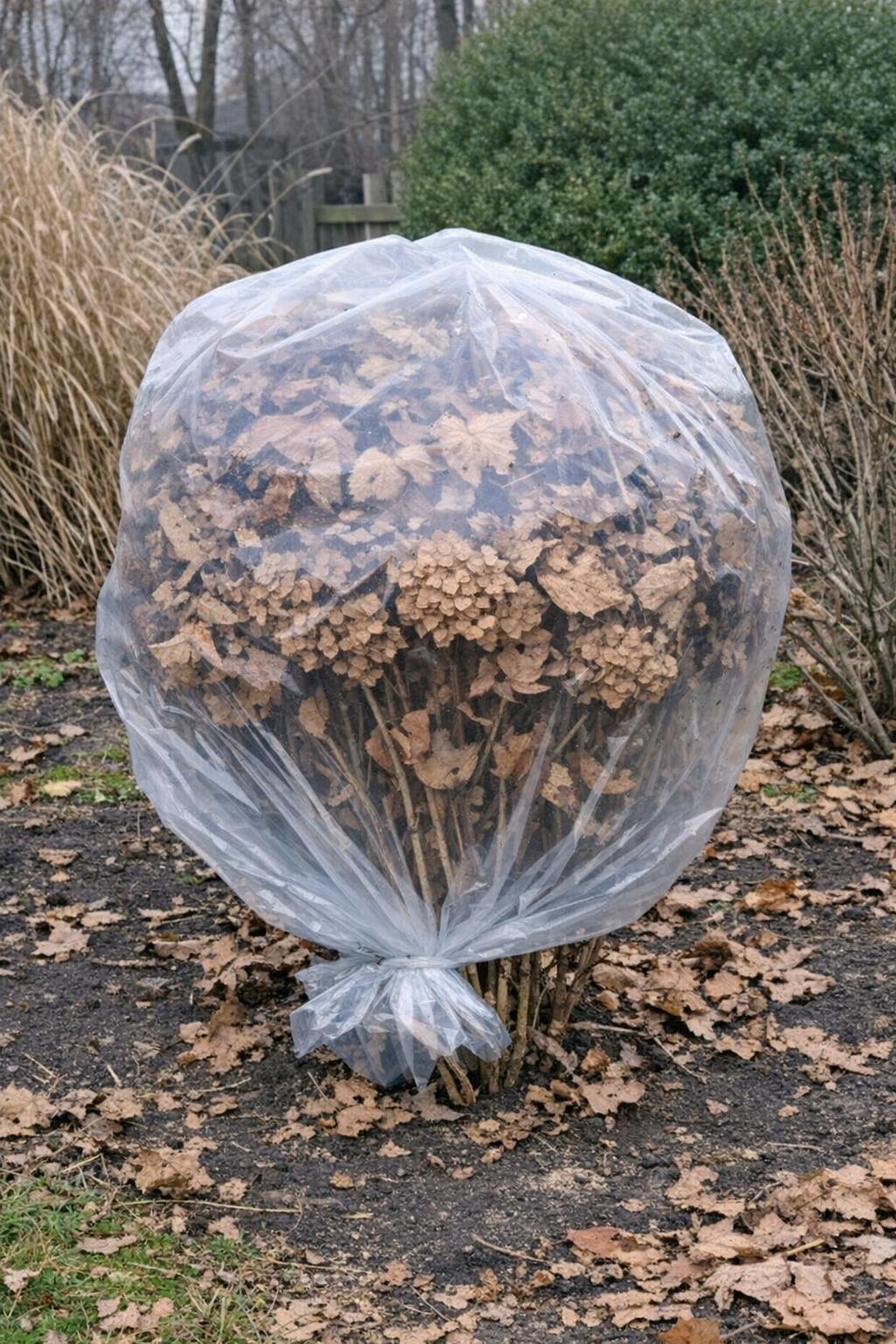 Bagged bigleaf hydrangea stuffed with dry leaves for winter protection