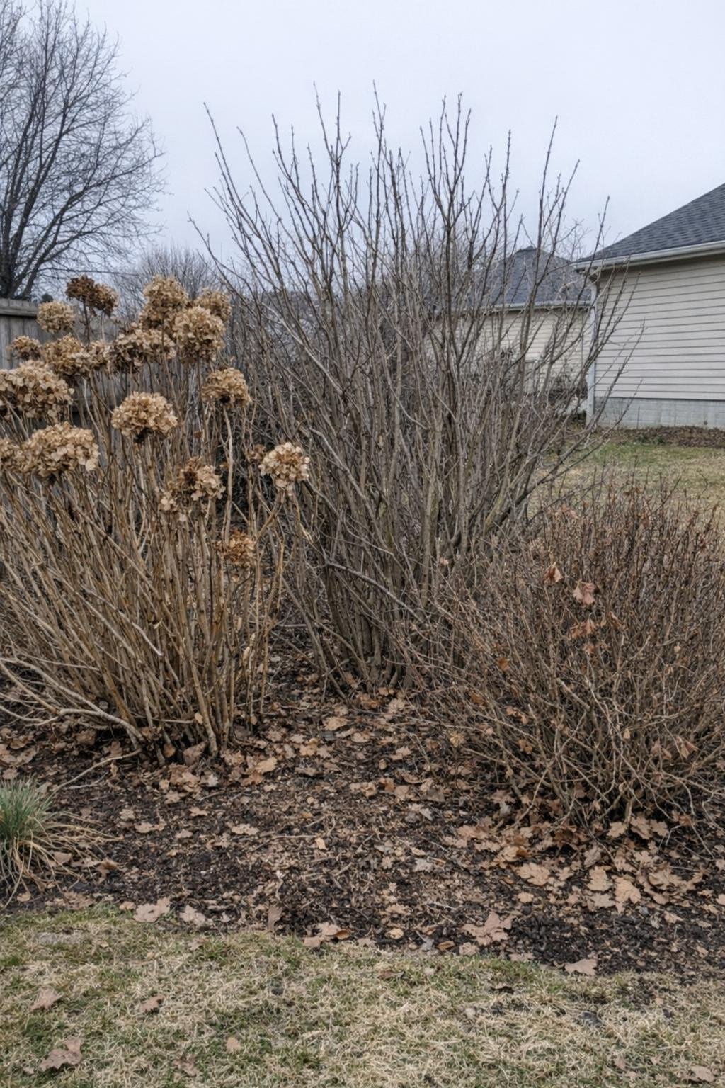 Unpruned old-wood flowering shrubs standing dormant in winter