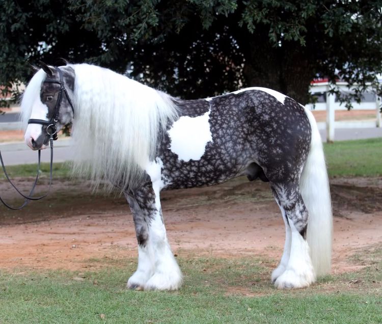 10 horses with unique markings you've never seen before - Pawpulous