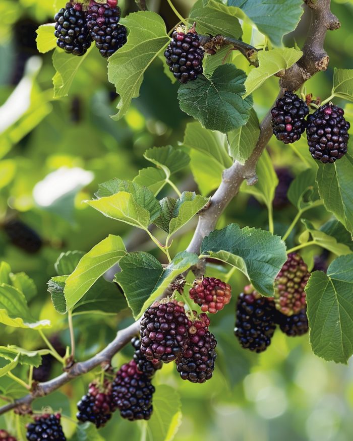 Every gardener should plant this 1 tree. Here's why - DIY Everywhere